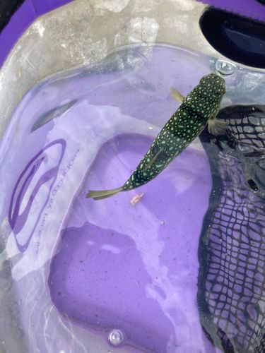 クサフグの釣果