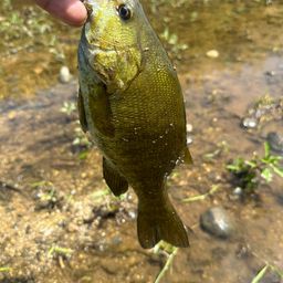 スモールマウスバス