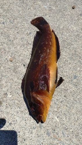 アブラコの釣果