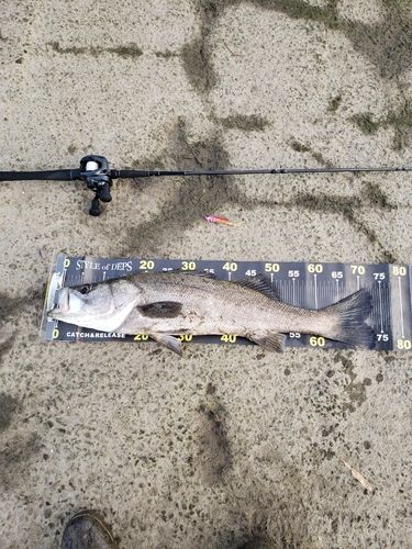 シーバスの釣果