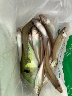 キスの釣果