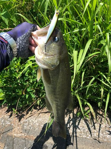 ブラックバスの釣果