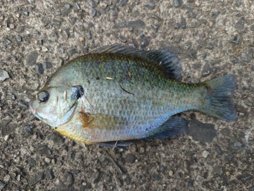 ブルーギルの釣果