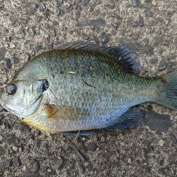 ブルーギル