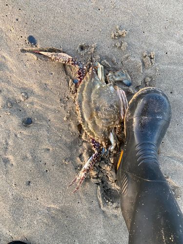 ワタリガニの釣果