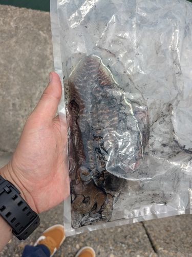コウイカの釣果