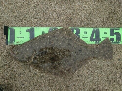 ヒラメの釣果