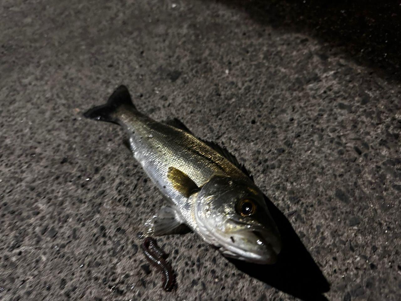 セイゴ（タイリクスズキ）