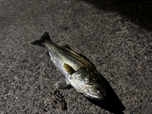 セイゴ（タイリクスズキ）の釣果