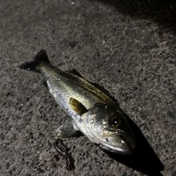 セイゴ（タイリクスズキ）