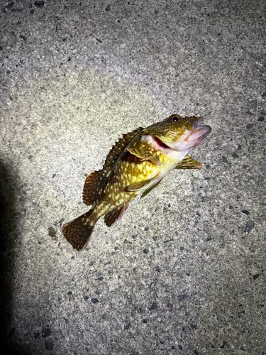 カサゴの釣果