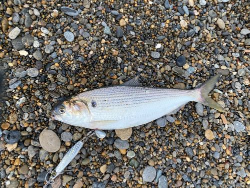 コノシロの釣果