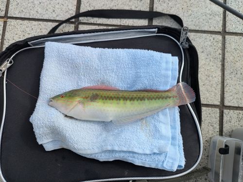 キュウセンの釣果