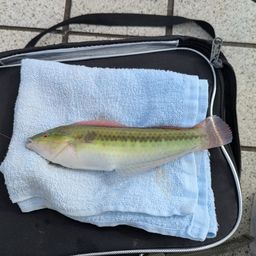 キュウセン