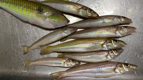 キスの釣果