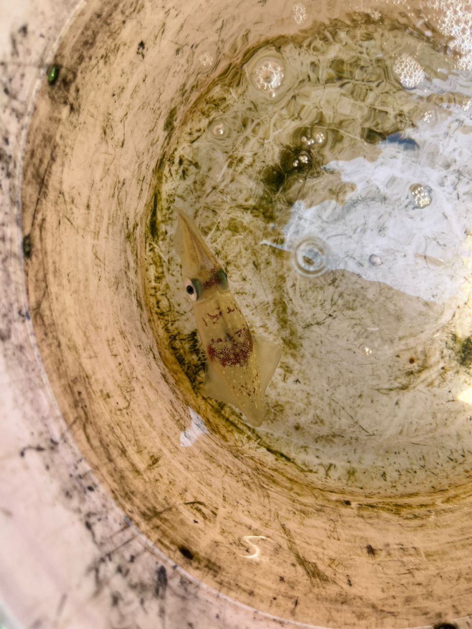 Guest62908869さんの釣果 2枚目の画像