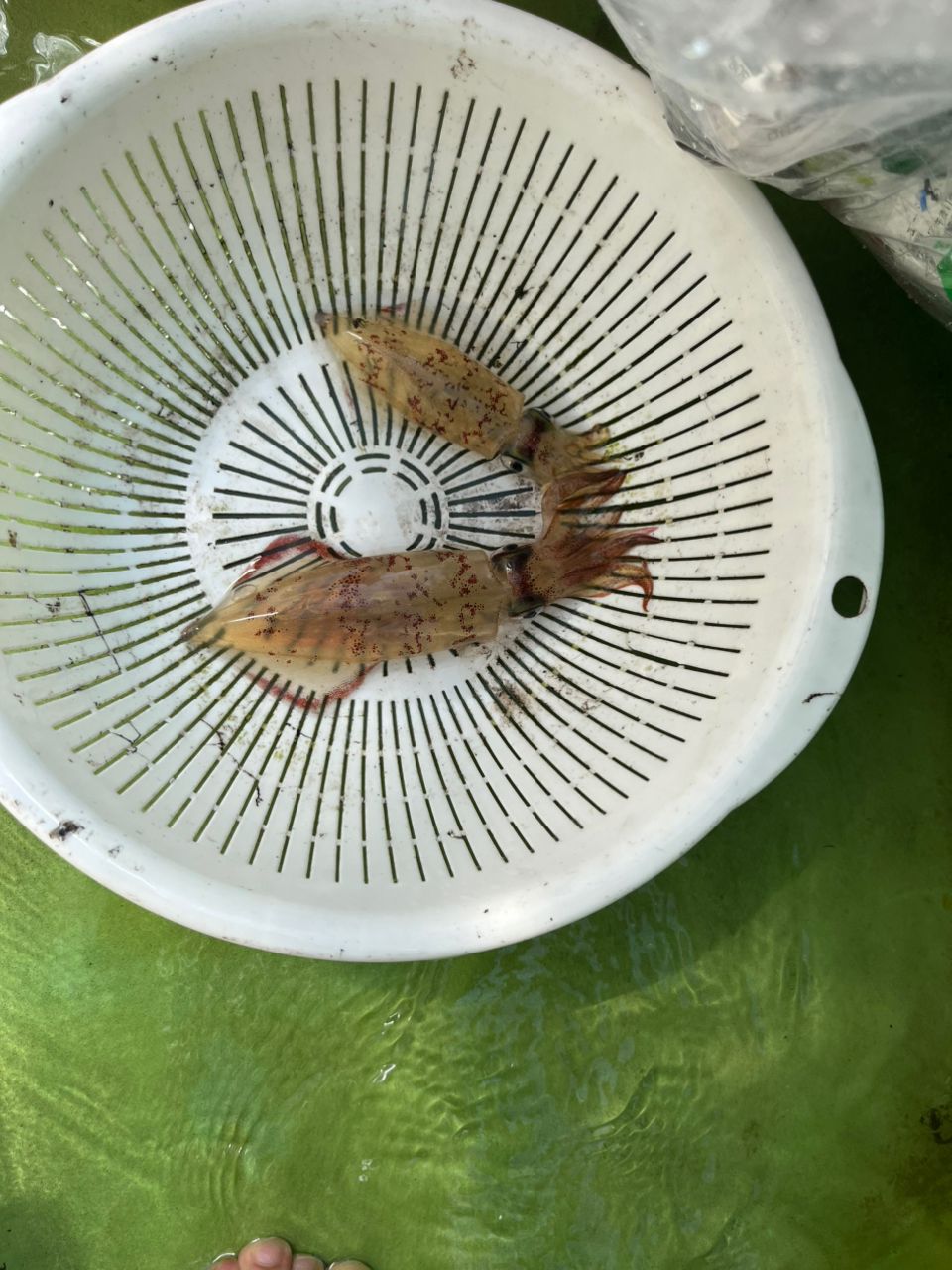 Guest62908869さんの釣果 3枚目の画像