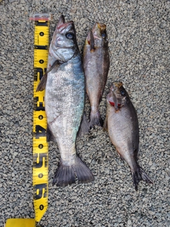 ヒラスズキの釣果