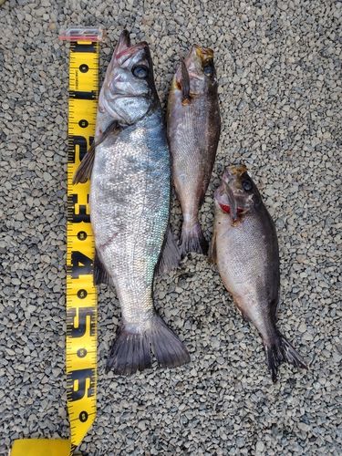 ヒラスズキの釣果
