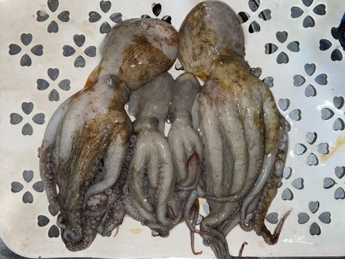 タコの釣果