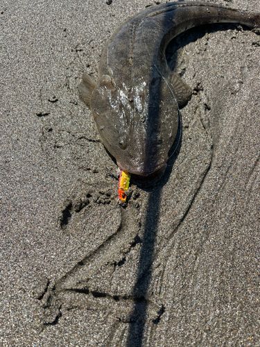マゴチの釣果
