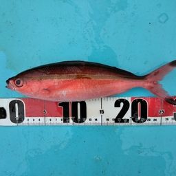 クマササハナムロ