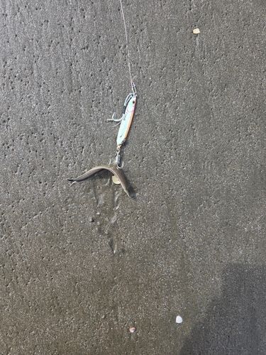 シタビラメの釣果