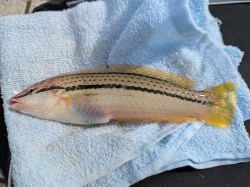 キュウセンの釣果