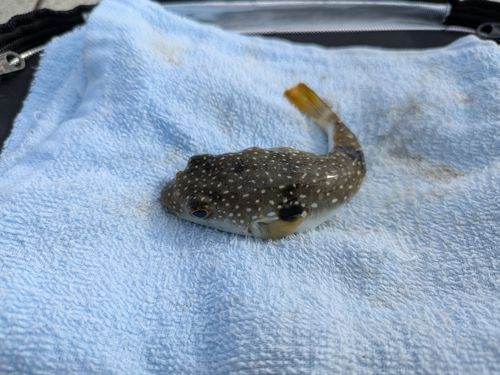 クサフグの釣果