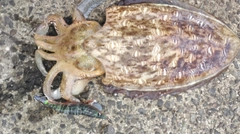 モンゴウイカの釣果