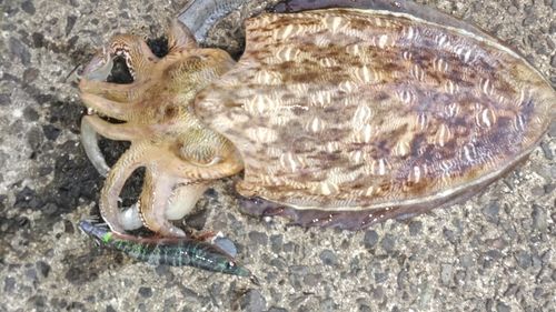 モンゴウイカの釣果