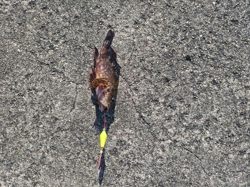 カサゴの釣果