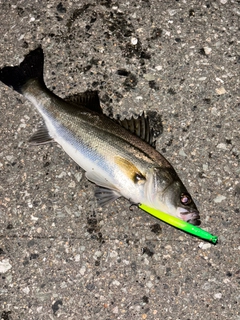 シーバスの釣果