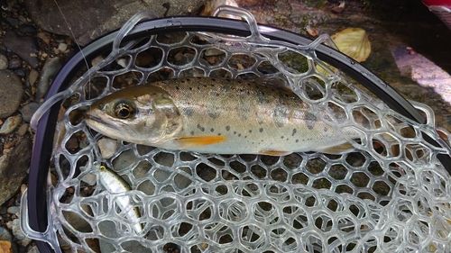 アマゴの釣果