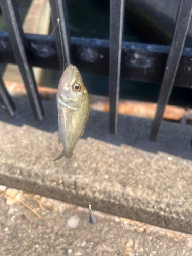 セイゴ（ヒラスズキ）の釣果