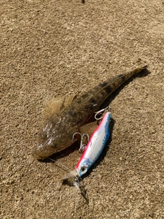 コチの釣果
