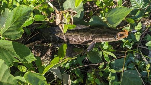 ライギョの釣果