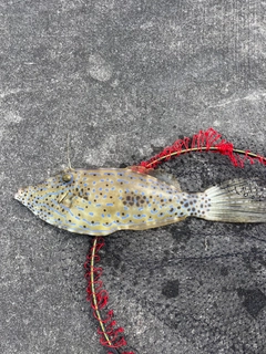 ソウシハギの釣果