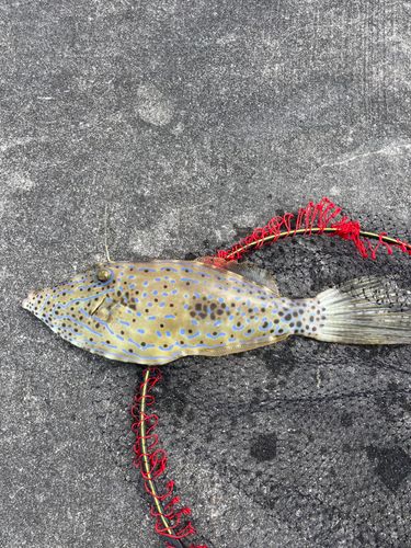 ソウシハギの釣果