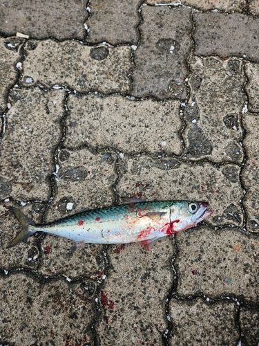 サバの釣果