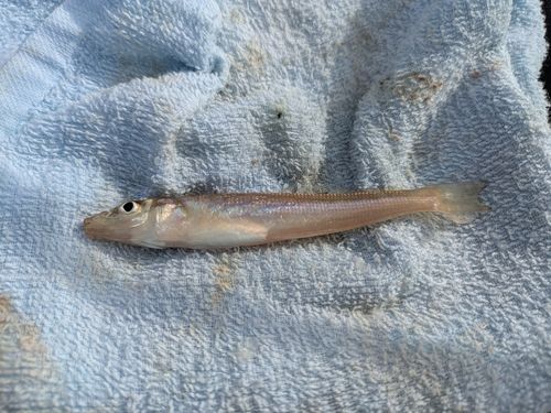 キスの釣果