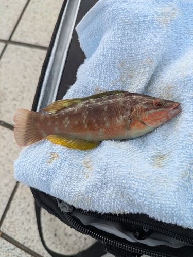 ベラの釣果