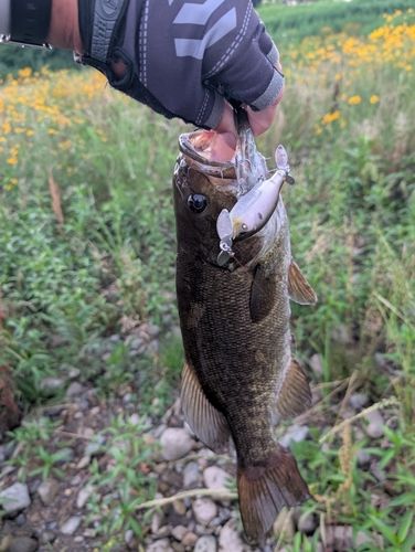 スモールマウスバス