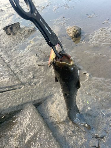 ナマズの釣果