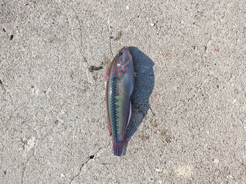 キュウセンの釣果