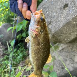 スモールマウスバス