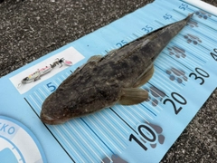 マゴチの釣果