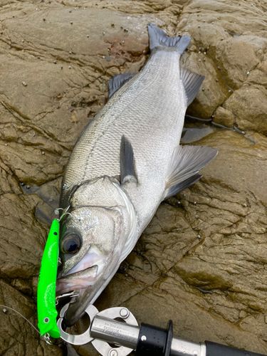 ヒラスズキの釣果