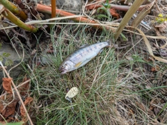 ヤマメの釣果