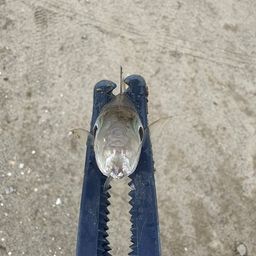 アジ